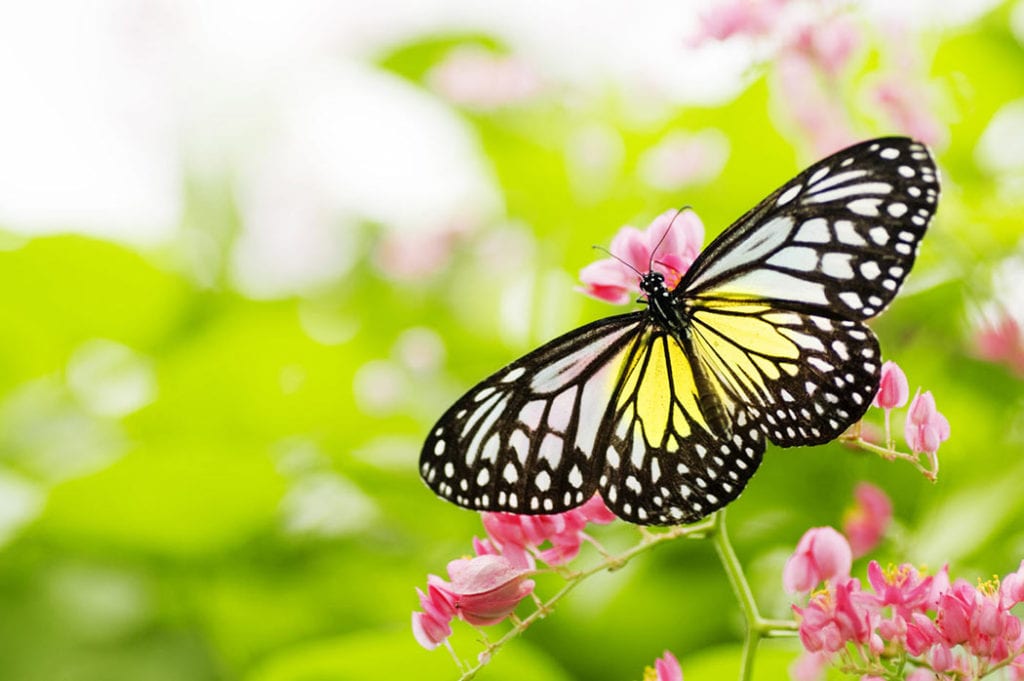 Butterfly World Wedding Ceremony