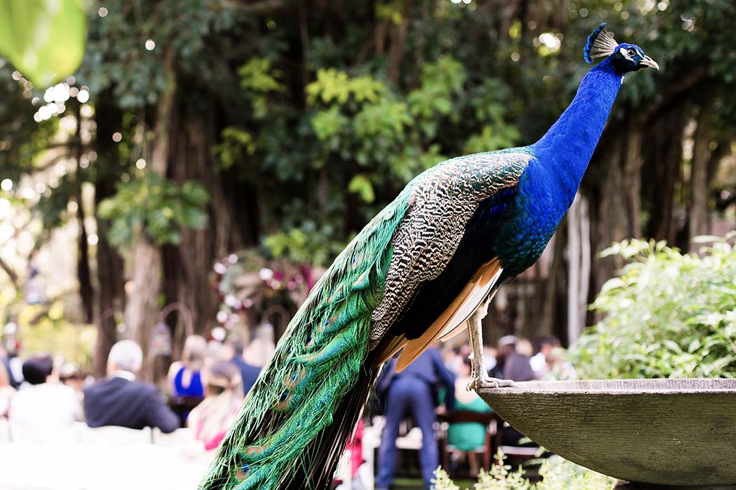 peacocks at flamingo gardens rustic wedding