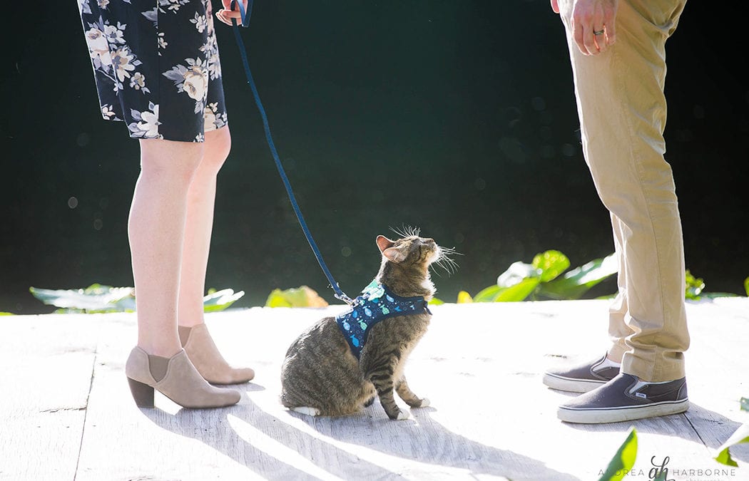 Couple & Cat Photoshoot | Hugh Taylor Birch Park, Fort Lauderdale