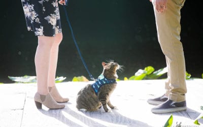 The Purrfect Couple & Cat Photoshoot