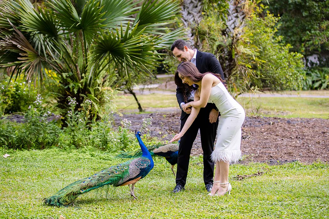 Couple feeds peacocks during engagement photoshoot at flamingo gardens