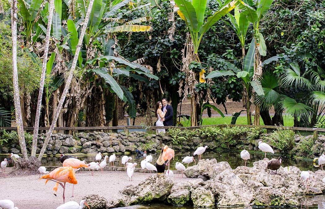 Couple poses for engagement photos with flamingos at flamingo gardens in davie