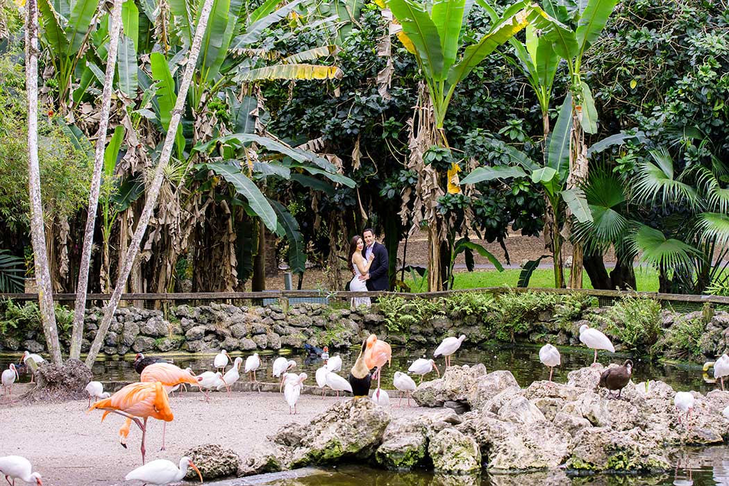 Couple poses for engagement photos with flamingos at flamingo gardens in davie